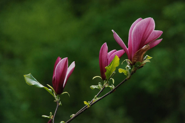 Magnolia egy nagy nemzetség a növények a magnólia család - Fotó, kép