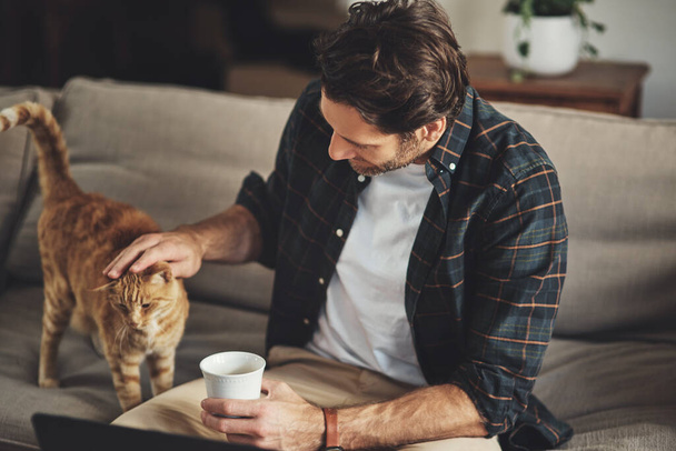 ソファの上で猫と一緒に愛、コーヒーと男はリラックスし、彼の現代の家で一緒に結合します。自宅のリビングルームでラテを飲みながら、彼の子猫のペットをケアでこすり休む、動物や男性 - 写真・画像