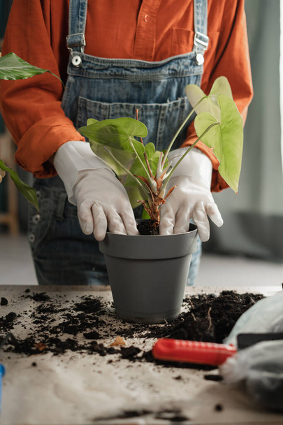 Primavera cura delle piante d'appartamento. Una donna sta trapiantando delle piante in un vaso nuovo a casa. Concetto di impianto trapianto - Foto, immagini