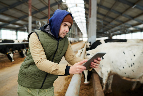 Oldalnézet fiatal komoly mezőgazdasági termelő vagy vállalkozó digitális tabletta nézi a képernyőn, miközben állva tehénistállóban az állatállomány - Fotó, kép
