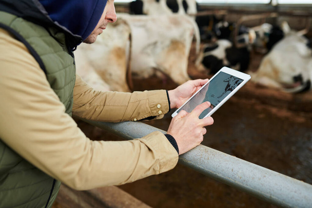 Gros plan du jeune travailleur masculin de la ferme avec tablette défilant dans les instructions en ligne ou les recommandations sur les soins du bétail - Photo, image