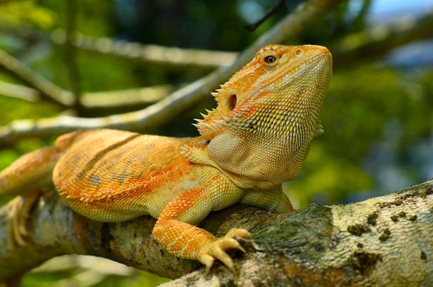 Hypo Leatherback Bearded Dragon perched on a branch - Photo, Image