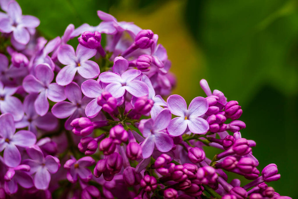 Syringa vulgaris, the lilac or common lilac Blooming purple flowers green background, close up branch Bouquet  garden beautiful wallpaper delicate sky PARFUMS Selective focus cluster smell copy space - Foto, Imagen