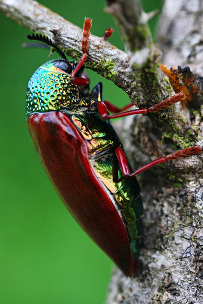 Buprestidae ist eine Familie von Käfern, die wegen ihrer glänzend irisierenden Farben als Schmuckkäfer oder metallische Holzbohrkäfer bekannt sind. - Foto, Bild