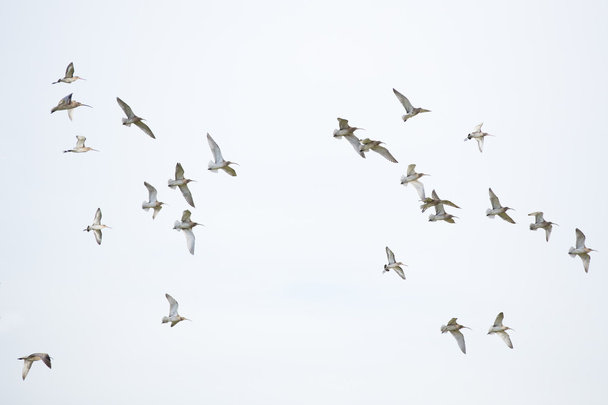 Lintujen muutto
 - Valokuva, kuva