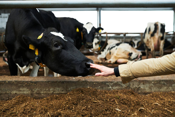 Nuori lehmätilan työntekijä, joka koskettaa mustan lypsylehmän nenää ojentaen samalla kädestään kuonokoppaa, joka seisoo navetassa muiden nautojen kanssa - Valokuva, kuva