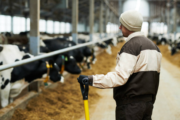 Vista posteriore del giovane lavoratore maschio di cowfarm con attrezzo da lavoro in piedi davanti alla telecamera e guardando la lunga stalla con bovini di razza pura - Foto, immagini