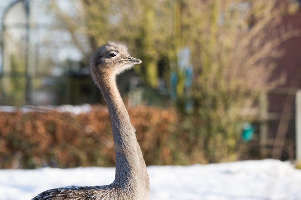 Küçük deve kuşu - Fotoğraf, Görsel