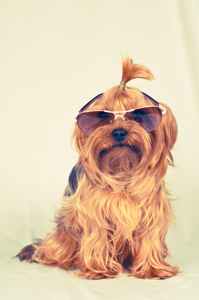 Sitting portrait of dog in sunglasses - Fotografie, Obrázek