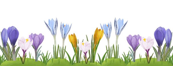 Vektorové okraje akvarel jaro, léto barevné květy krokusy - Vektor, obrázek