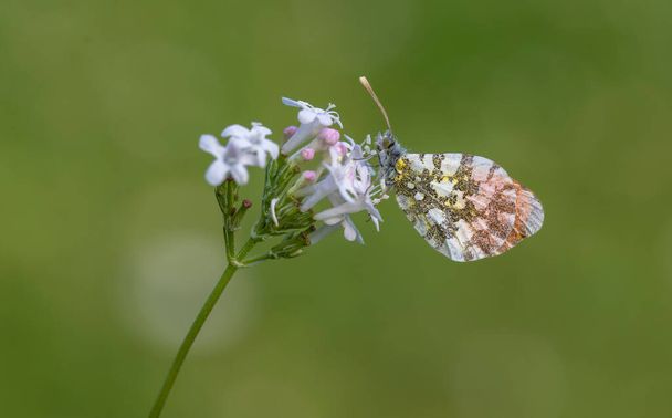 Помаранчева вишукана метелик (кардамін Антохарі) на рослині
 - Фото, зображення