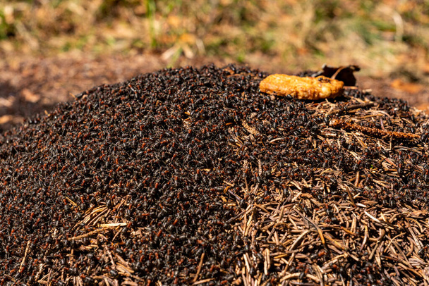 Множество лесных муравьёв, занятых строительством своих замысловатых муравейников в ярком весеннем пейзаже - Фото, изображение