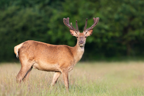 夏にベルベットの枝角を持つ赤い鹿のタグの閉じる,イギリス. - 写真・画像