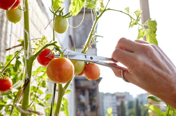 Men's hands harvests cuts the tomato plant with scissors. Farmer man gardening in home greenhouse - Foto, Bild