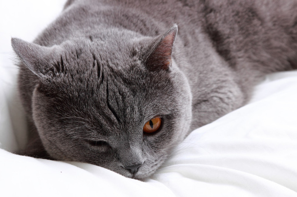 Cute short hair gray British cat - Photo, image