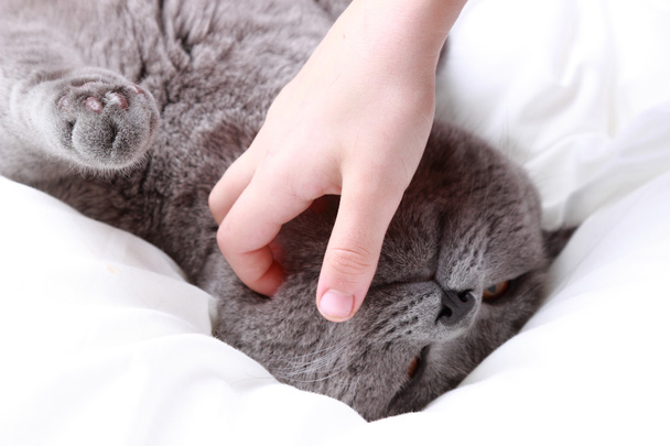Cat and hand - Photo, image