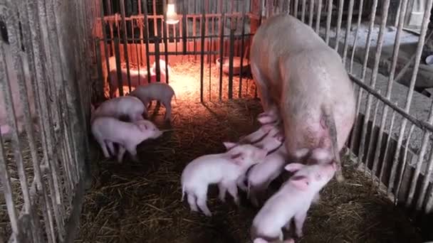 Wiele małych, słodkich, różowych prosiąt je mleko od matki świni w klatce na farmie zwierzęcej. Hodowla prosiąt we wsi. Świnie - Materiał filmowy, wideo