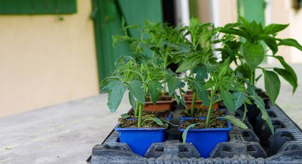 Bell pepper and tomato seedlings in pots are ready for planting. Copy space. - Photo, Image