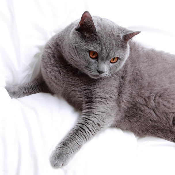 Adorable British short hair cat - Photo, image