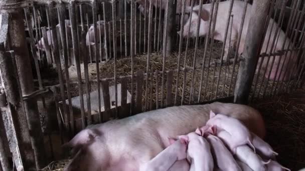 Многие маленькие поросята на ферме питаются молоком свиней. Размножение поросят. - Кадры, видео