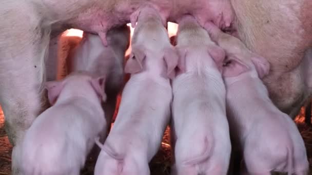 Zbliżenie małych prosiąt jedzących mleko od świni matki na farmie zwierząt. Rozmnażanie ras wieprzowych mięsa - Materiał filmowy, wideo