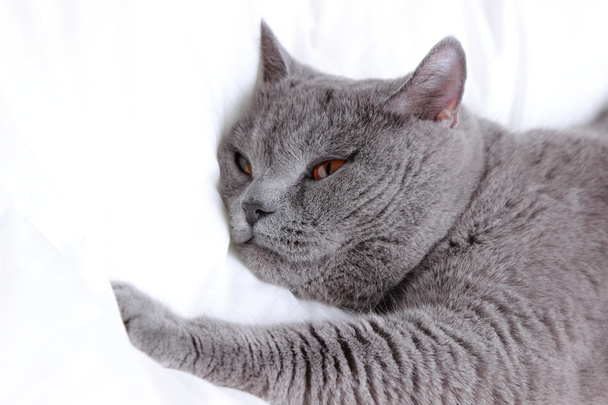 Puszysty Kot brytyjski - Zdjęcie, obraz