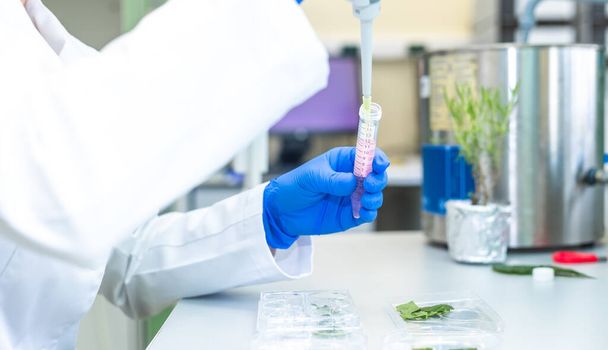 Női kutató fejlődő új bio gyógyszertár orvostudomány a természet, koncepció a fejlődő tabletták - Fotó, kép