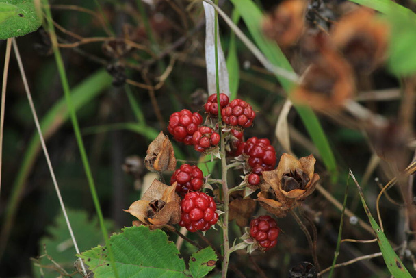 rubus nessensis plant macro photo - Photo, Image