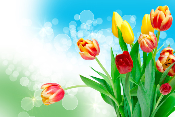 tulip flowers - Φωτογραφία, εικόνα
