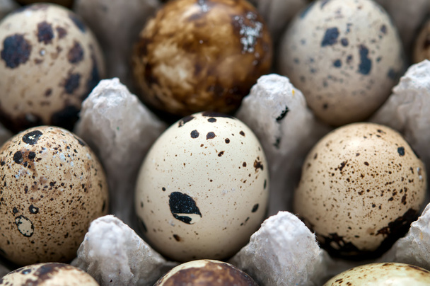 Quail eggs full frame, macro and close-up - Foto, Imagen