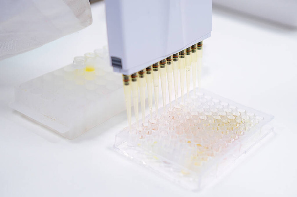 Scientists utilize a multichannel pipette dispenser to load microplates for clinical diagnostic testing, - Foto, Imagem