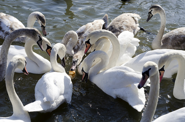 Лебеді годування
  - Фото, зображення