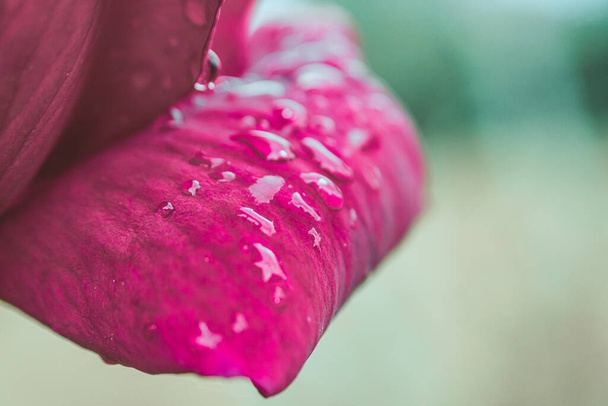 Closeup of bright blossoming pink rose petals with wet waterdrops in summer garden against blurred background - Photo, Image