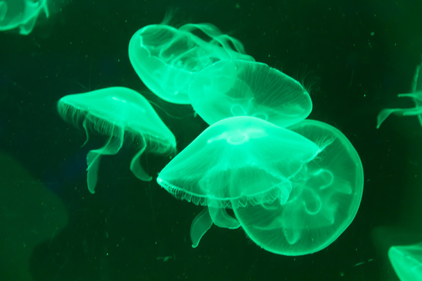 Jellyfish - Foto, Bild