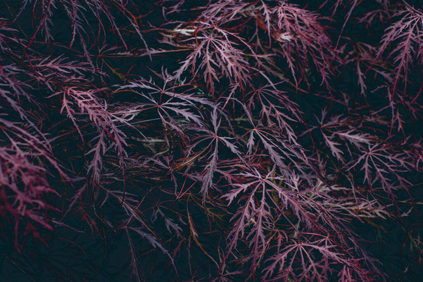 Червоне листя плакучого лакеліафа японське дерево Maple Acer palmatum тло текстури. Фотографія високої якості. - Фото, зображення
