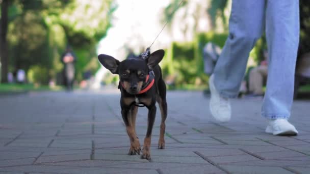 Κοντινό πλάνο του μικρού τεριέ παιχνίδι σκυλί τρέχει με λουρί στο πεζοδρόμιο στο πάρκο της πόλης την ηλιόλουστη μέρα. Σκύλος που περπατάει στο δρόμο. Αγνώριστη γυναίκα με τζιν και αθλητικά παπούτσια περπατά δίπλα της. . - Πλάνα, βίντεο