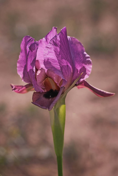 Bunte Irisblüte aus nächster Nähe im Feld. - Foto, Bild