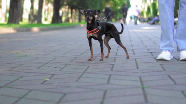 Маленькая собака игрушечного терьера бежит по тротуару в городском парке на поводке. Яд подают в джинсах. Хозяйка в синих джинсах и кроссовках. Прогулка с домашним животным вместо детей. замедленное движение - Кадры, видео