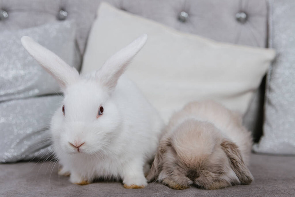 White rabbit and lop-eared rabbit are sitting on the couch, selective focus. - Foto, Imagem