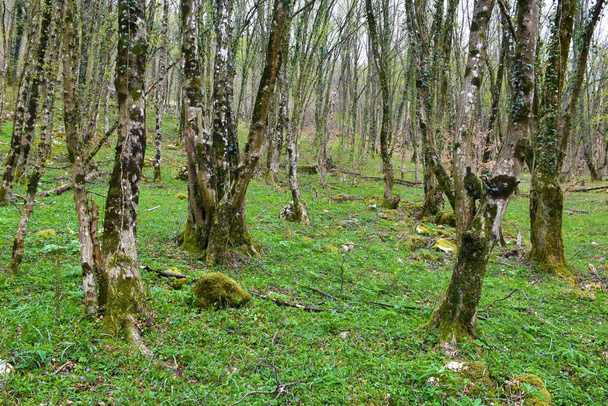 Carpino comune (Carpinus betulus) foresta di latifoglie temperata e decidua in primavera con lussureggiante strato vegetale erbaceo - Foto, immagini