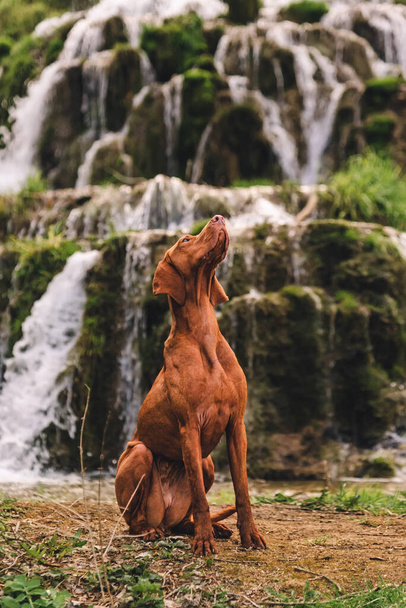 Vizsla dog sitting in front of cascade waterfalls. Purebred hungarian shorthaired pointer relaxing near natural spring. Enjoy dog-friendly vacation and outdoor activities. Travel with pets concept. - Φωτογραφία, εικόνα