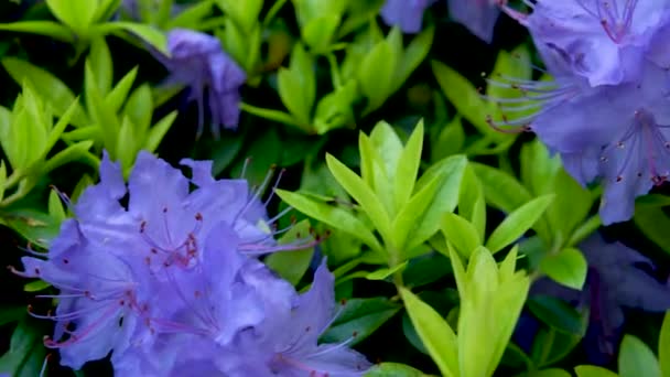 Úžasný, nízko rostoucí věčně zelený keř, který na jaře kvete s modrými květy. Prospívá ve slunečných oblastech. Je klasifikován jako trpasličí rododendron. Velmi malé listy Rhododendron modrý diamant - Záběry, video