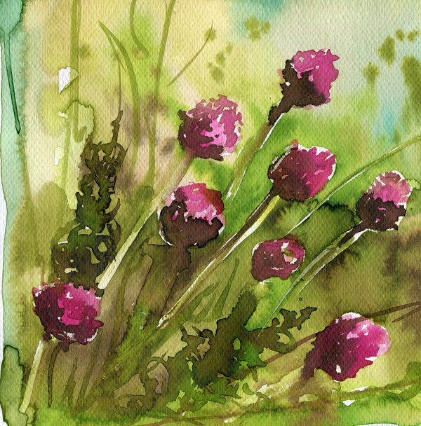 Clover, meadow flowers, - Foto, Bild