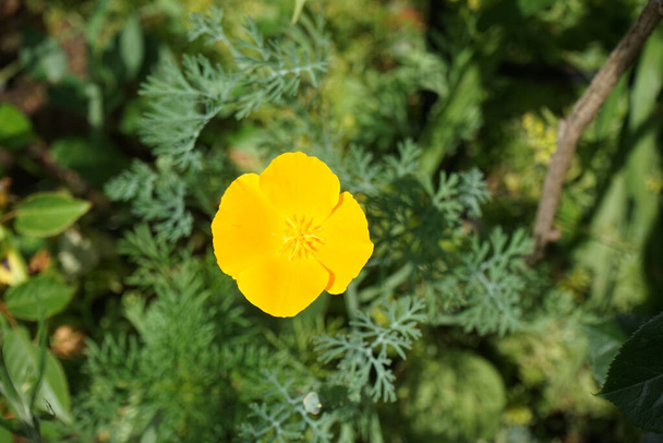 Eschscholtzia californica blüht im Juni. Eschscholzia californica, der kalifornische Mohn, Goldmohn, kalifornische Sonneneinstrahlung oder Tasse Gold, ist eine Blütenpflanze aus der Familie der Papaveraceae. Berlin, Deutschland - Foto, Bild
