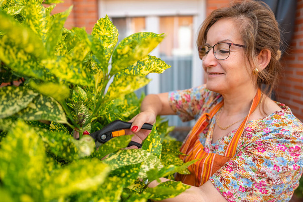Mature woman cutting leaves of a large plant of exuberant bearing in the garden of her house - Foto, Imagen