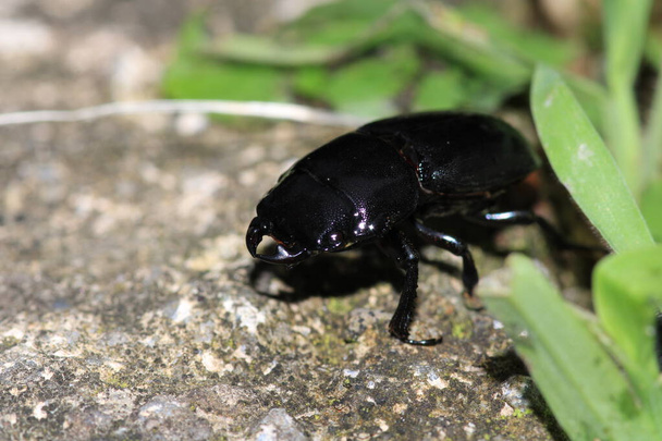 Macro scarabeo cervo minore foto - Foto, immagini