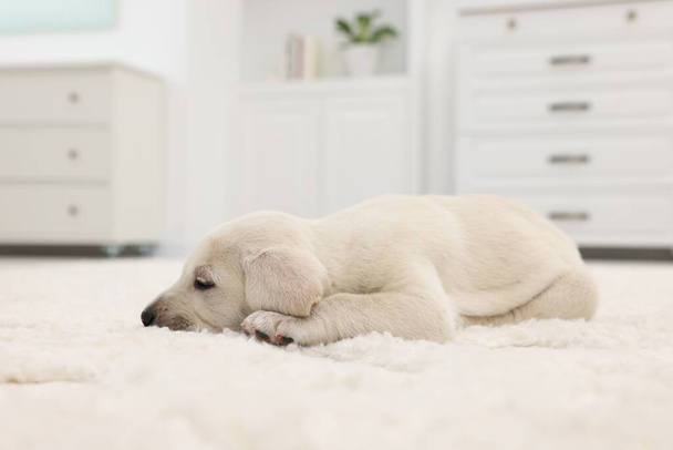 Cute little puppy lying on white carpet at home - Foto, Imagen