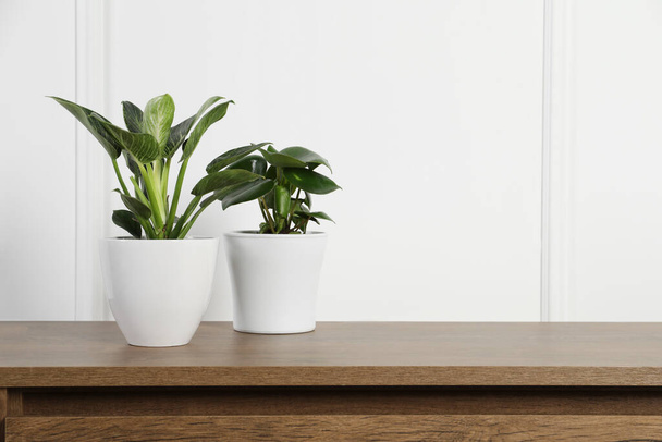 Prachtige verschillende kamerplanten in potten op houten tafel bij witte muur, ruimte voor tekst - Foto, afbeelding