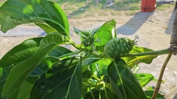 morinda citrifolia groeit in schaduwrijk bos op zandstrand - Video
