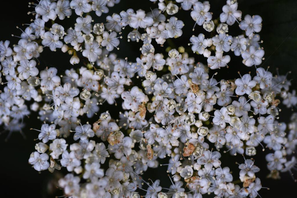 Kwiaty lipy (Viburnum dilatatum). Krzew liściasty Viburnaceae. Wiele białych kwiatów kwitnie na corymbs od maja do czerwca. - Zdjęcie, obraz